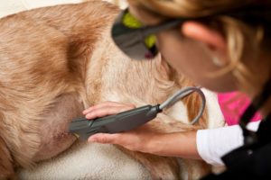 Spencer Creek - laser therapy
