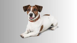 A cute dog