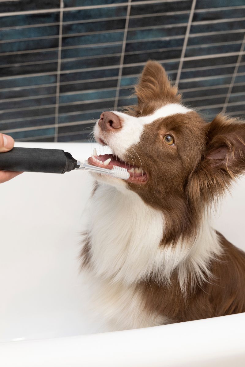 acute dog looking brush