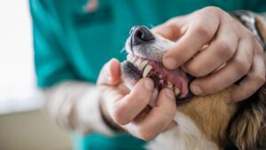 A dog with vet