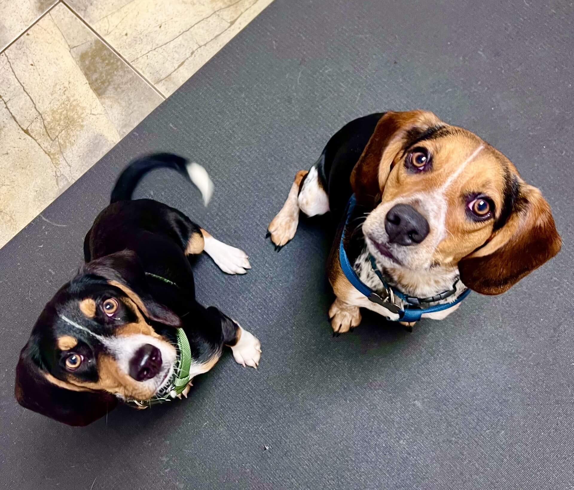Two Beagles sitting together and looking up