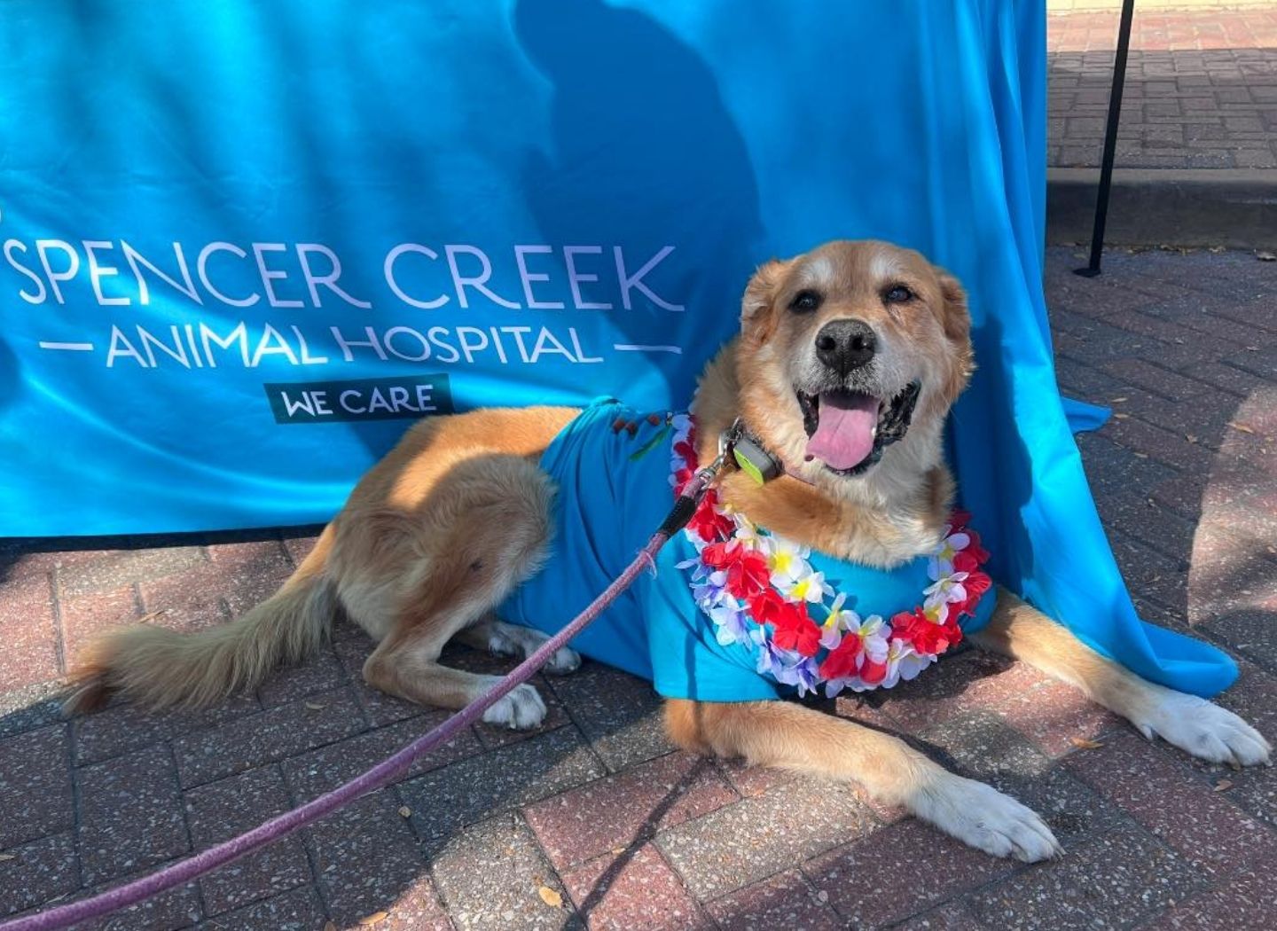 A dog in blue costume wearing flower garland