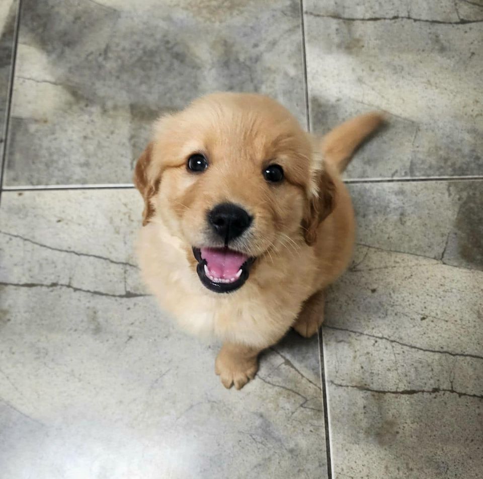 puppy sitting on the floor
