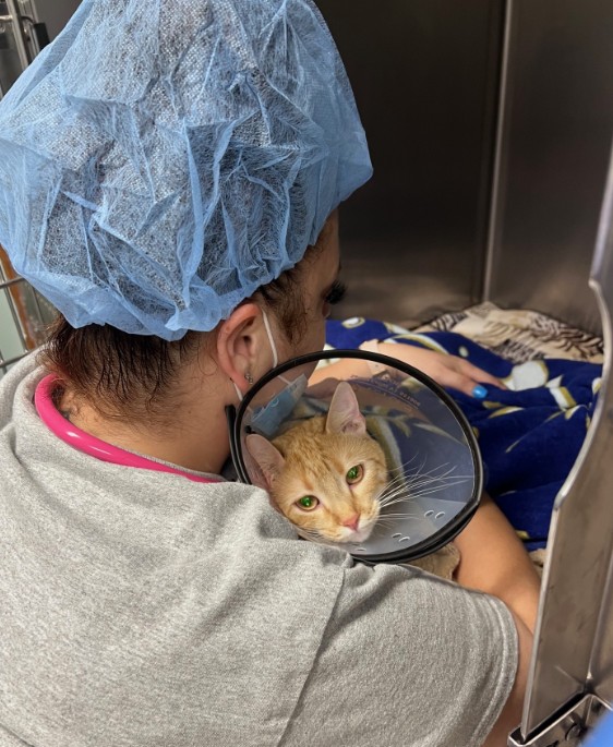 Hiro Screenshot vet staff holding a cat wearing surgery collar